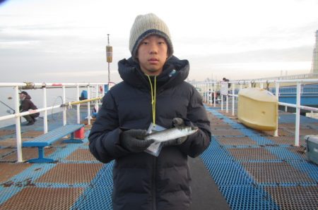 オリジナルメーカー海づり公園(市原市海づり施設) 釣果