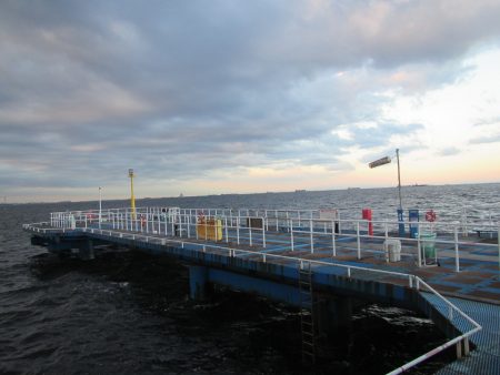 オリジナルメーカー海づり公園(市原市海づり施設) 釣果