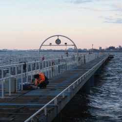 オリジナルメーカー海づり公園(市原市海づり施設) 釣果