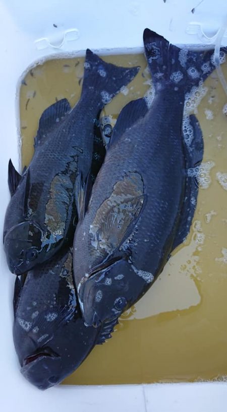 伊豆下田フィッシング 釣果