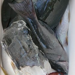 伊豆下田フィッシング 釣果