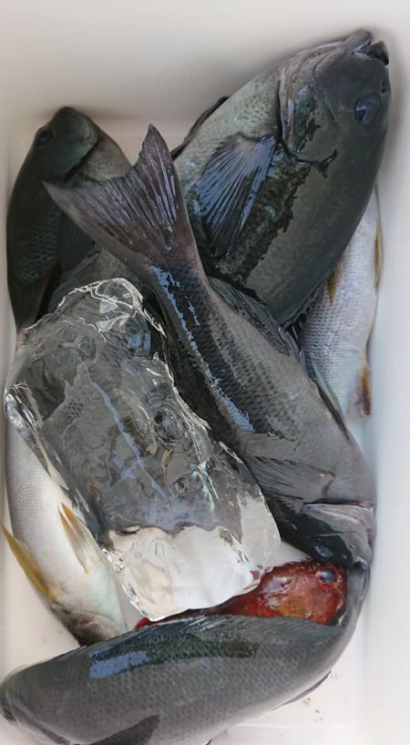 伊豆下田フィッシング 釣果