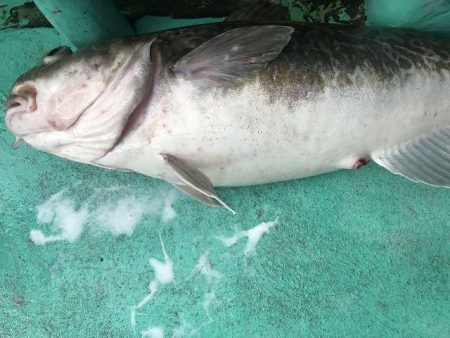 広進丸 釣果