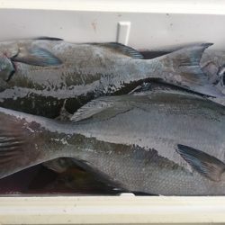 しば渡船 釣果