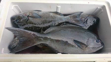 しば渡船 釣果