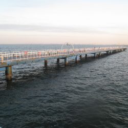 オリジナルメーカー海づり公園(市原市海づり施設) 釣果