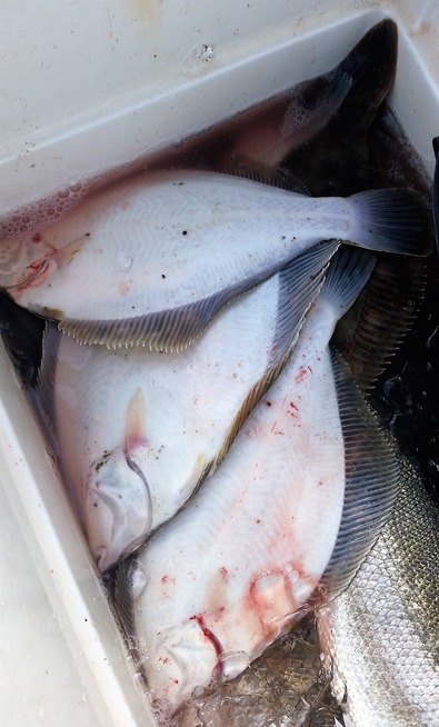 めだか屋 釣果