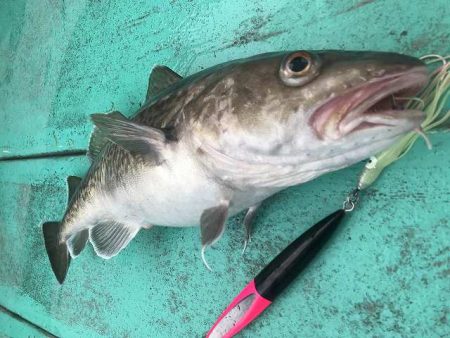 広進丸 釣果