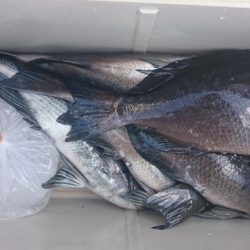 しば渡船 釣果