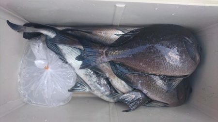 しば渡船 釣果