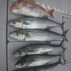 磯部釣船 直栄丸 釣果