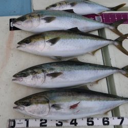 はらまる 釣果