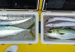 火遠理丸（ほおりまる） 釣果