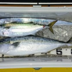 火遠理丸（ほおりまる） 釣果