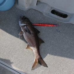 へいみつ丸 釣果