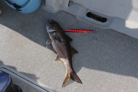 へいみつ丸 釣果