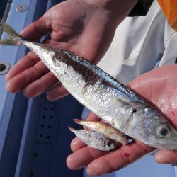 松鶴丸 釣果