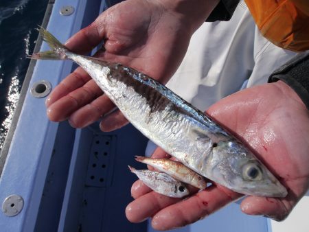 松鶴丸 釣果