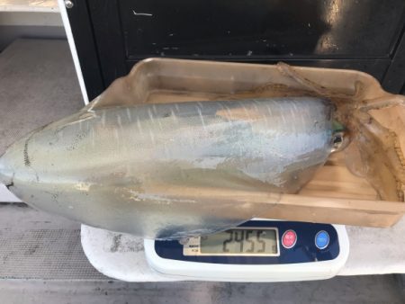 まると屋 釣果