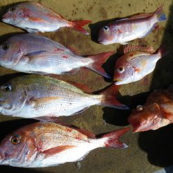 小海途 釣果