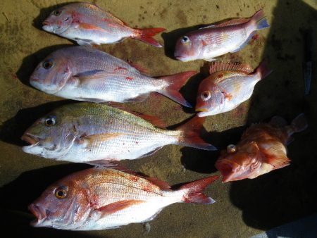 小海途 釣果