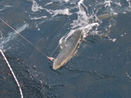 松鶴丸 釣果