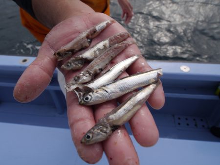 松鶴丸 釣果