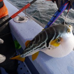 松鶴丸 釣果