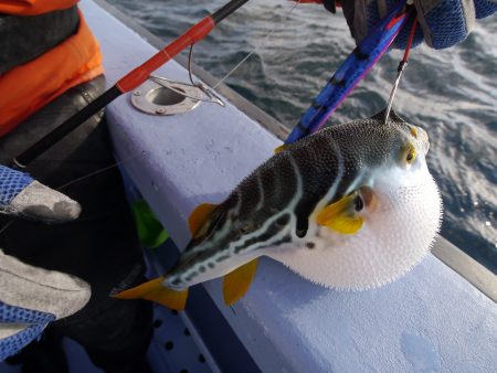 松鶴丸 釣果