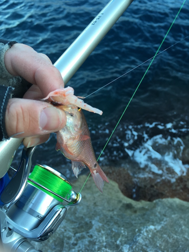 徳島県南・牟岐大島での寒グレ釣り