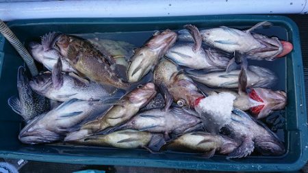 小樽港遊漁船ＳＨＡＫＥ 釣果