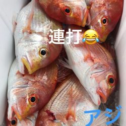 龍神丸（鹿児島） 釣果