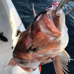 龍神丸（鹿児島） 釣果