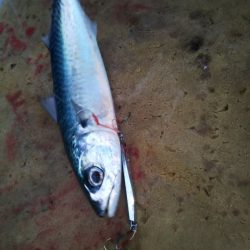 光生丸 釣果