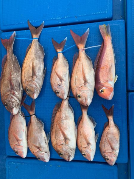 釣鯛洋 釣果