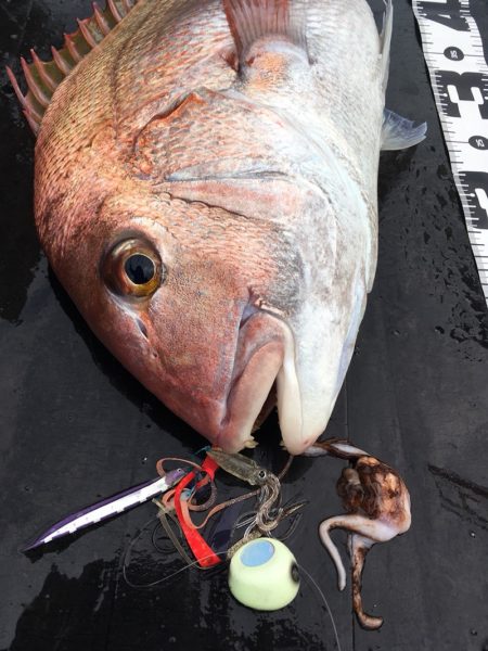 渡船屋たにぐち 釣果