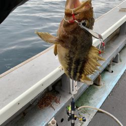 シーランチ 釣果