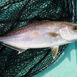 和栄丸 釣果