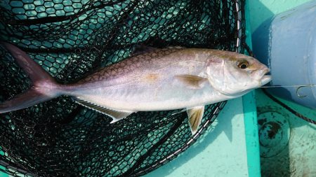 和栄丸 釣果