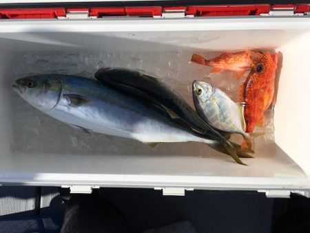 渡船屋たにぐち 釣果