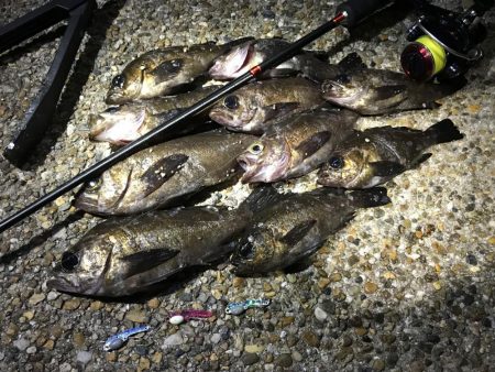 南港のメバル 大阪府 大阪南港 メバリング メバル 陸っぱり 釣り 魚釣り 釣果情報サイト カンパリ