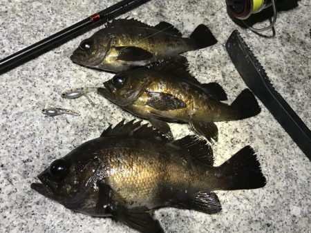 スーパーボウルでメバル 大阪府 大阪南港 メバリング メバル 陸っぱり 釣り 魚釣り 釣果情報サイト カンパリ