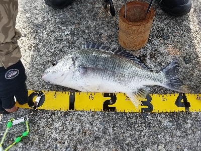 えび撒き釣り