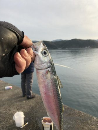 アジサバイワシ