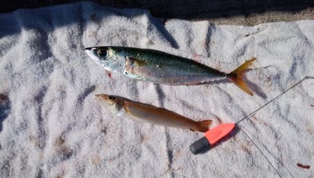 播磨新島でキス釣り