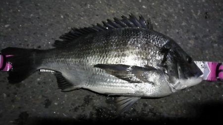 南港カモメ大橋ヘチ釣行 （ついに出た！歳無し！真チヌ 55cm！と ガシラ釣果有り）