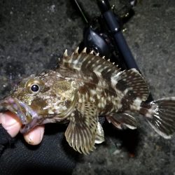 南港カモメ大橋ヘチ釣行 （寒いけど楽しい釣果！ハゼ、ガシラ釣果有り）