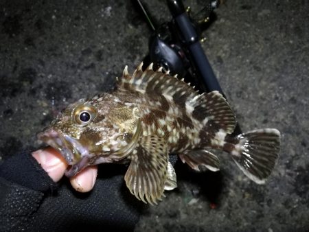 南港カモメ大橋ヘチ釣行 （寒いけど楽しい釣果！ハゼ、ガシラ釣果有り）