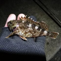 南港カモメ大橋ヘチ釣行 （やっぱり渋かった～ガシラ、タケノコ、ハゼ釣果有り）