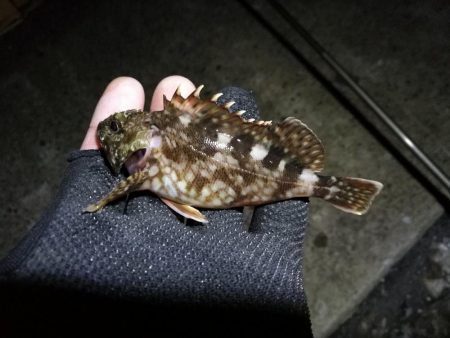 南港カモメ大橋ヘチ釣行 （やっぱり渋かった～ガシラ、タケノコ、ハゼ釣果有り）